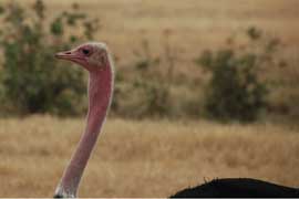 ostrich